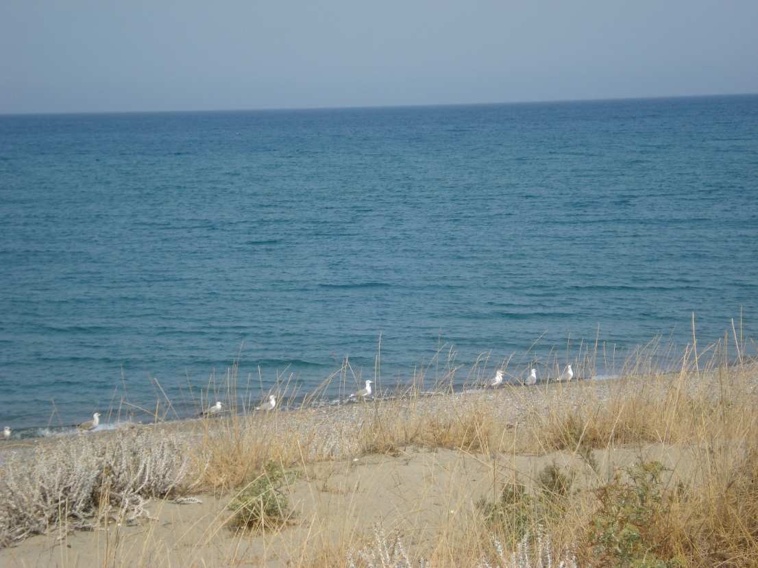 Gabbiani beati al sole sulla spiaggia della Marinella